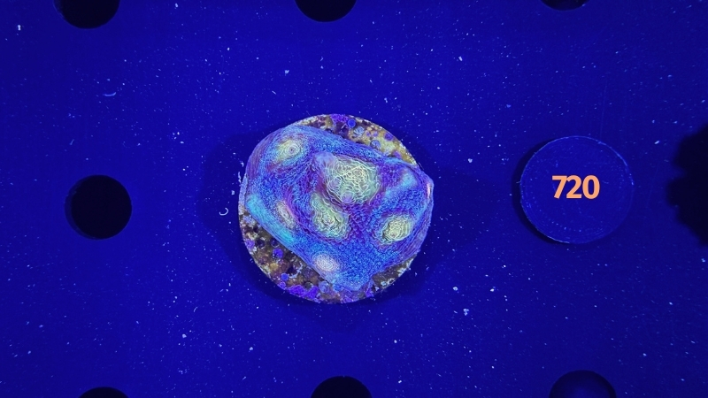 Mycedium robokaki WYSIWYG 0720