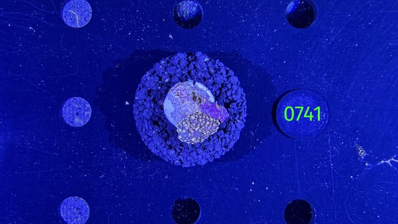 Ricordea sp. WYSIWYG 0741