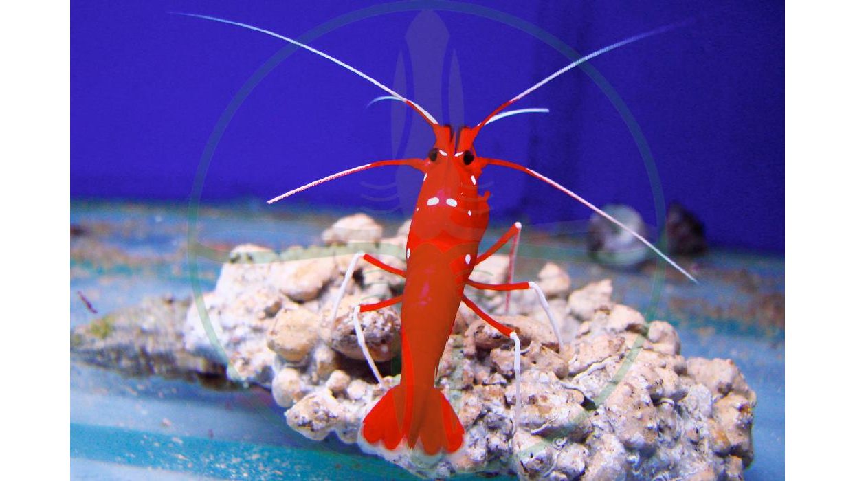 Lysmata debelius - Kardinalsgarnele 3-4cm