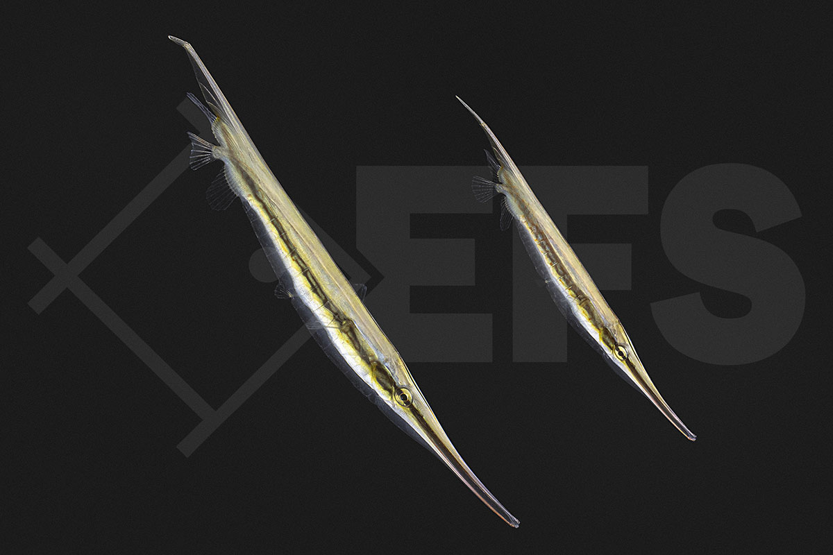 Aeoliscus strigatus - Rasiermesserfisch