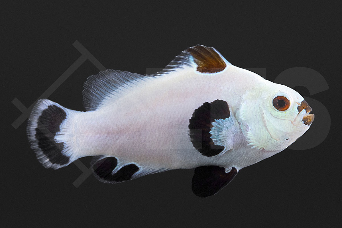 Amphiprion ocellaris - Falscher Clownfisch "Snow Storm" NZ