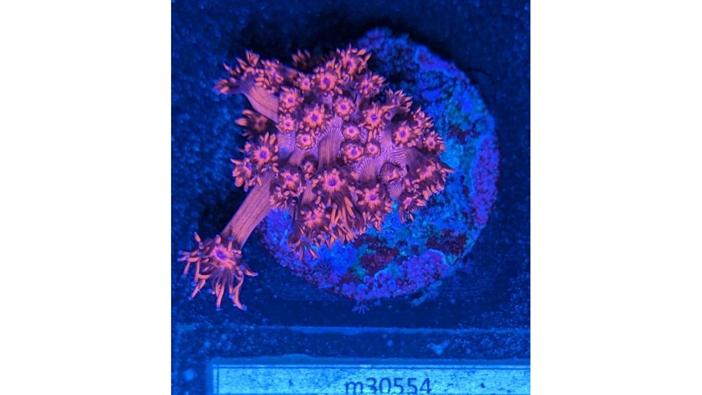 Goniopora sp. - Margeritenkoralle Rot/Blaue Spitzen Deutsche Nachzucht 0012