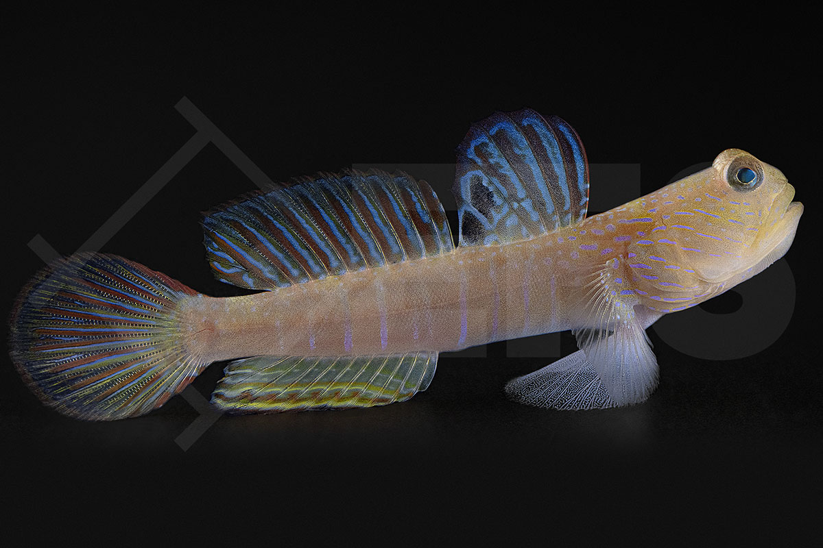 Cryptocentrus cyanotaenia - Lagunen Wächtergrundel Cryptocentrus cyanotaenia - Lagunen Wächtergrundel