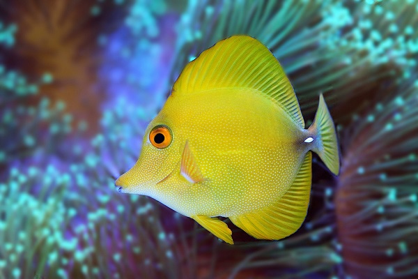 Zebrasoma Flavescens/scopas - Segelflossen Doktorfisch hybrid