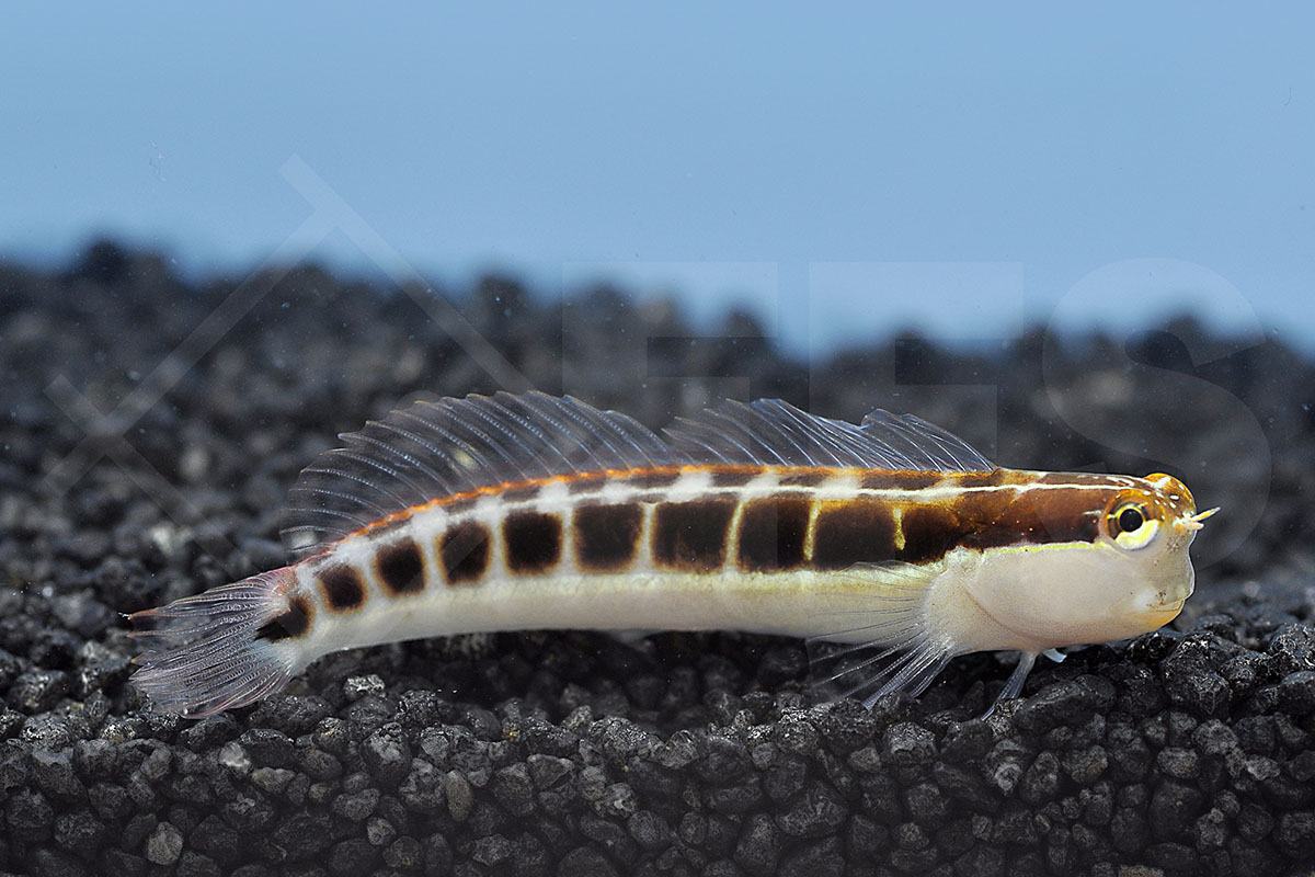 Ecsenius lineatus - Gestreifter Schleimfisch