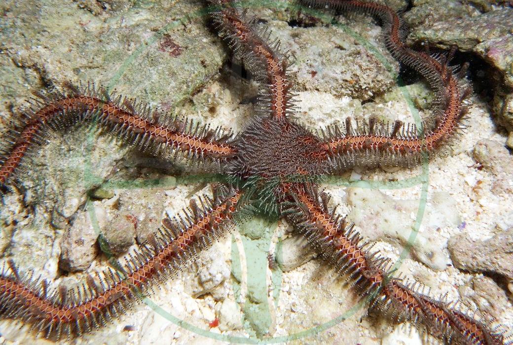 Ophiomastix annulosa - Roter Noppenschlangenstern