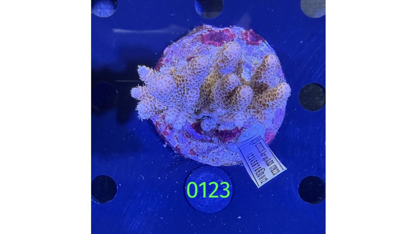Acropora sp. WYSIWYG 0123
