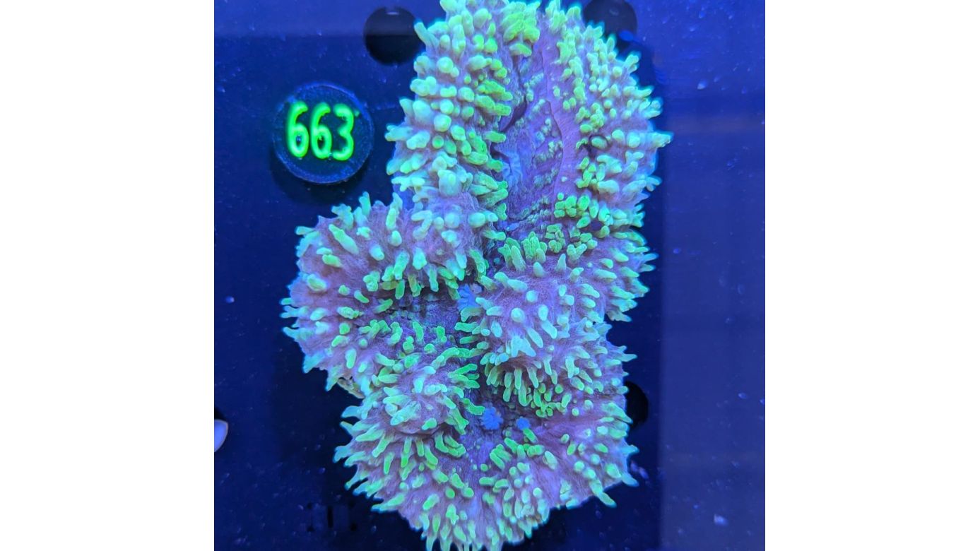 Lobophyllia sp. WYSIWYG 0663