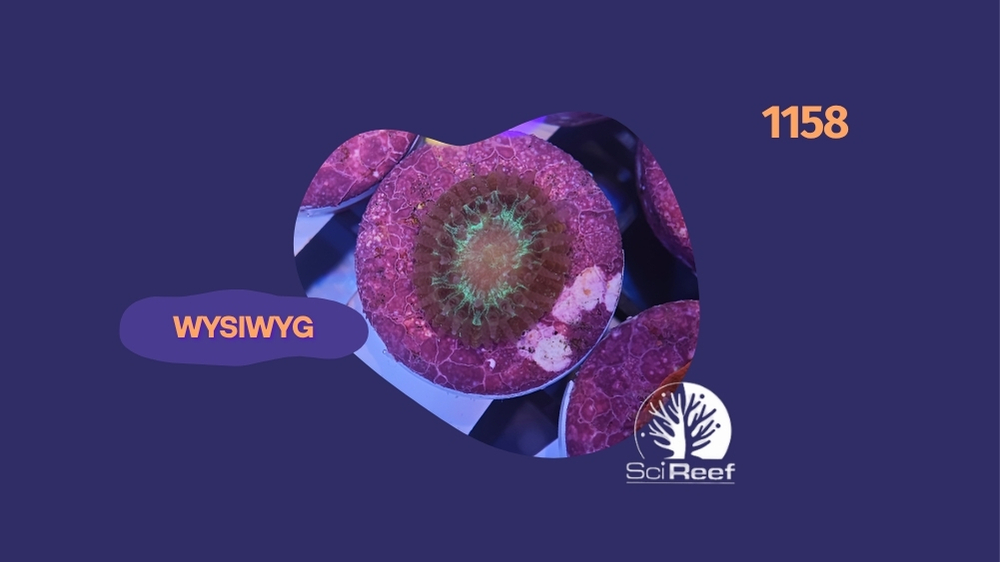 SciReef Trachyphyllia geoffroyi Grade 2 1158