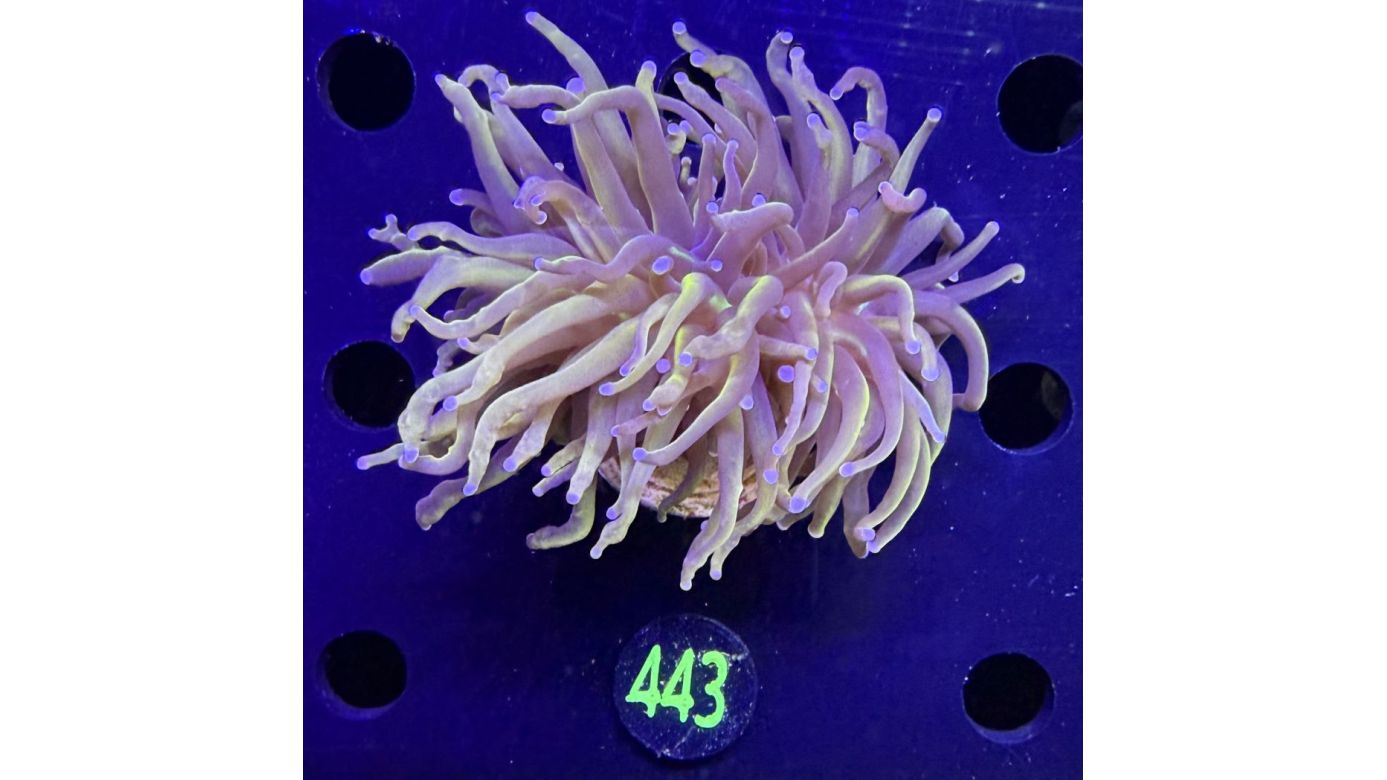 Euphyllia glabrescens - Fackelkoralle Torch "NYK" 2 Köpfe 0443