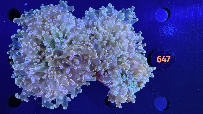 Euphyllia divisa WYSIWYG 0647