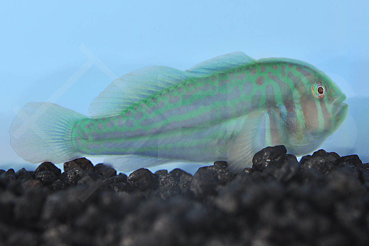 Gobiodon Histrio - Blaupunkt-Korallengrundel