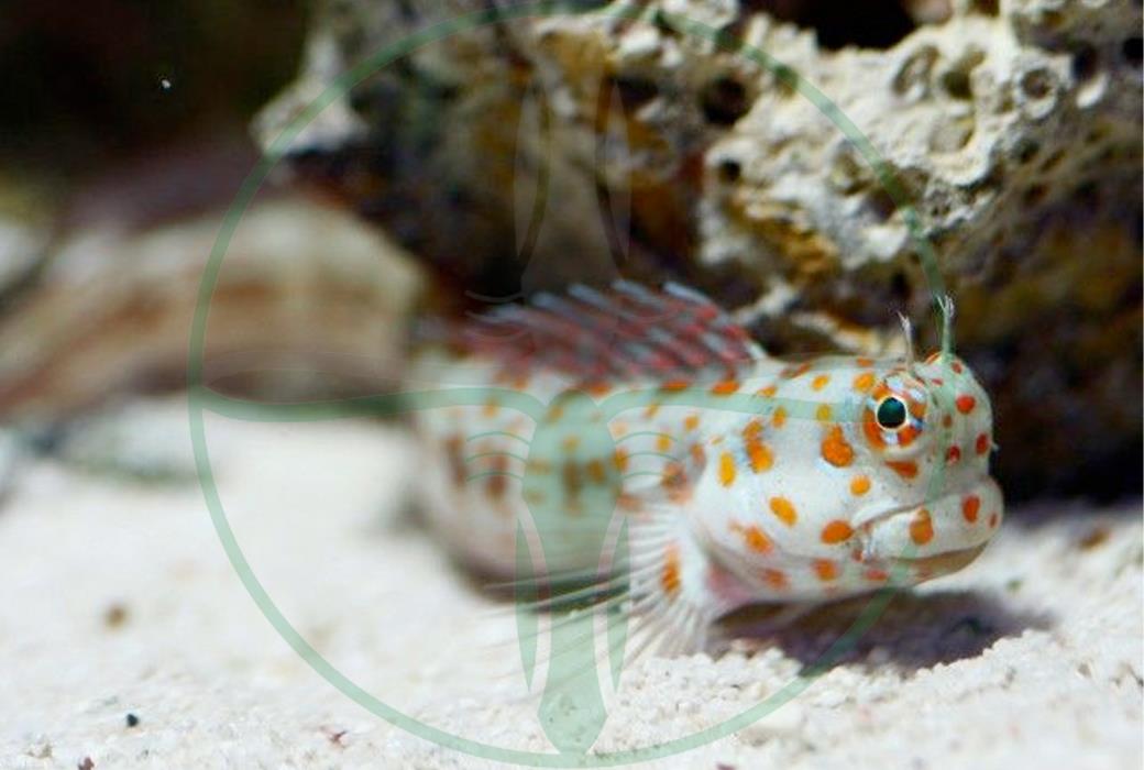 Blenniella chrysospilos - Rotpunkt Schleimfisch