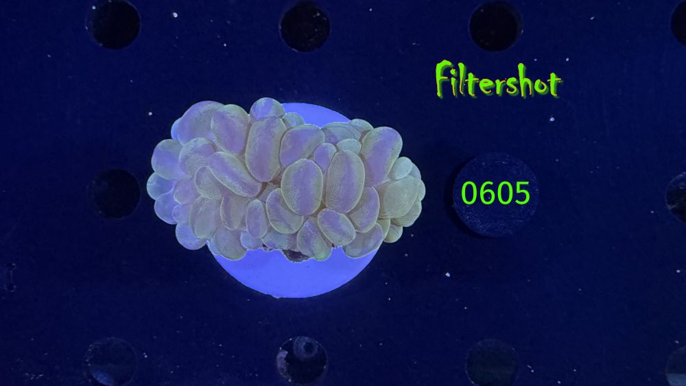 Plerogyra sinuosa - Blasenkoralle WYSIWYG 0605