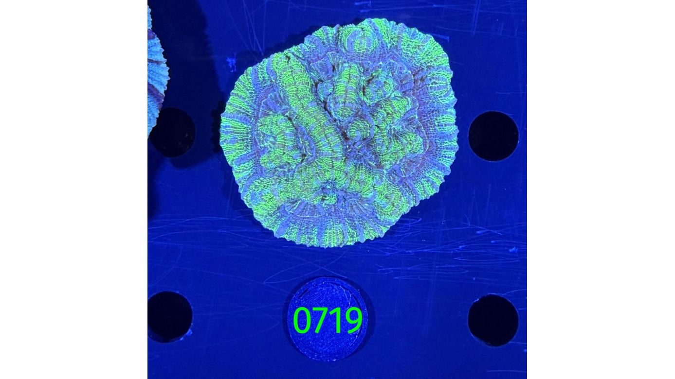 Symphyllia wilsoni WYSIWYG 0719