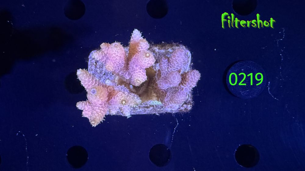 Acropora sp. WYSIWYG 0219