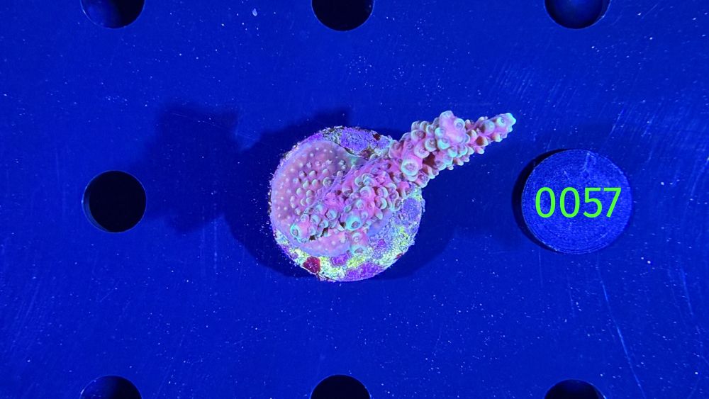 Acropora natalensis -  Steinkoralle "Dragon Breath" DNZ 0057