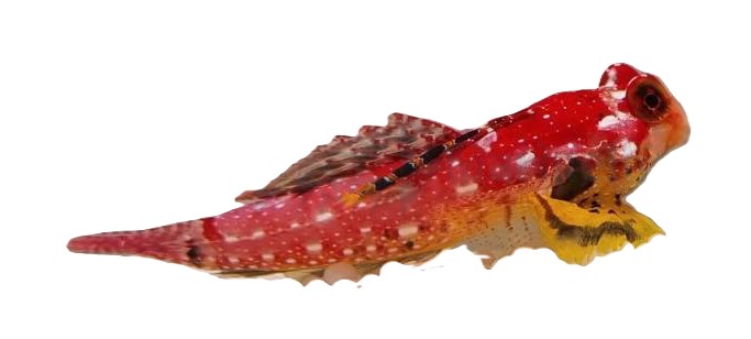 Synchiropus sycorax - Sycorax Leierfisch PAAR