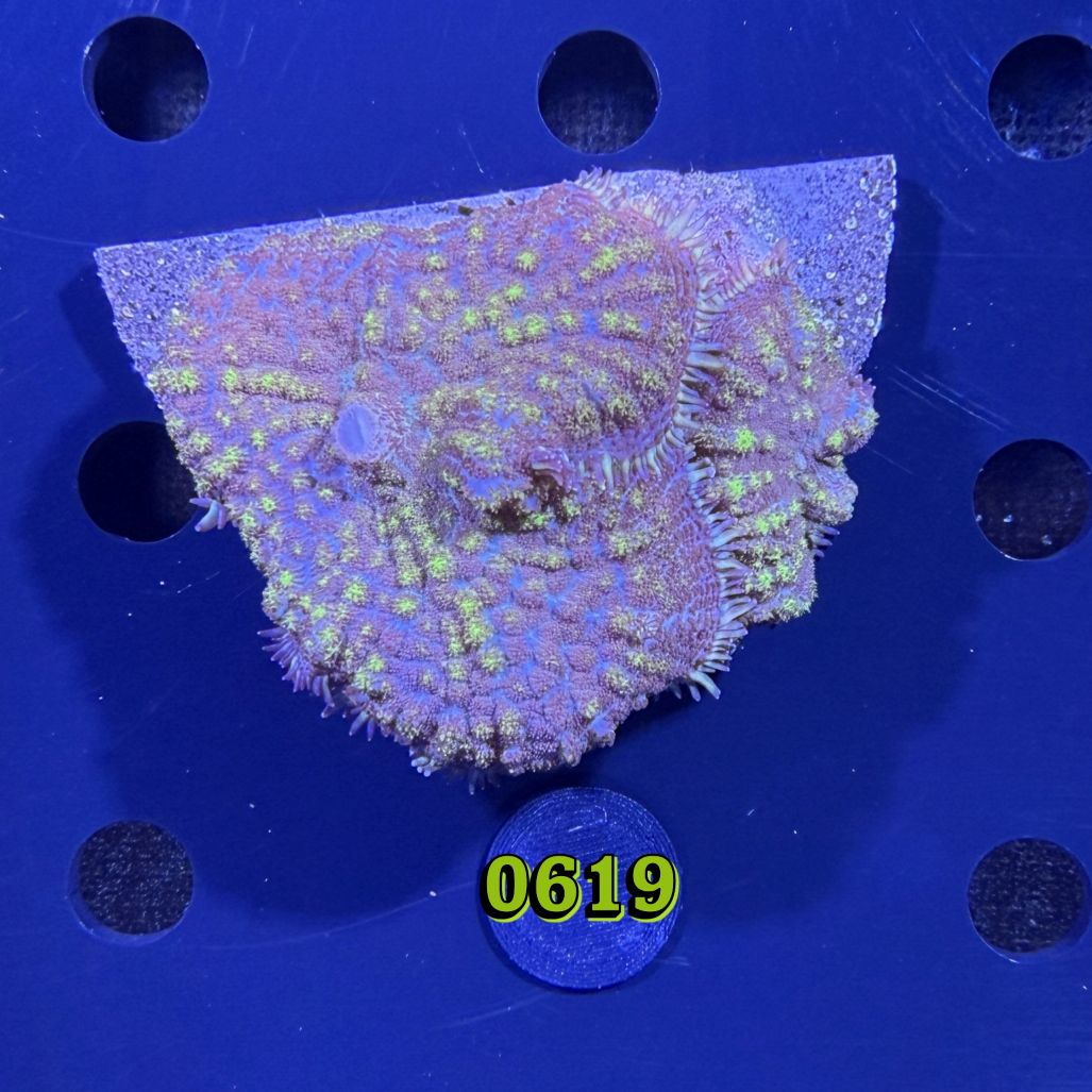 Rhodactis sp. WYSIWYG 0619