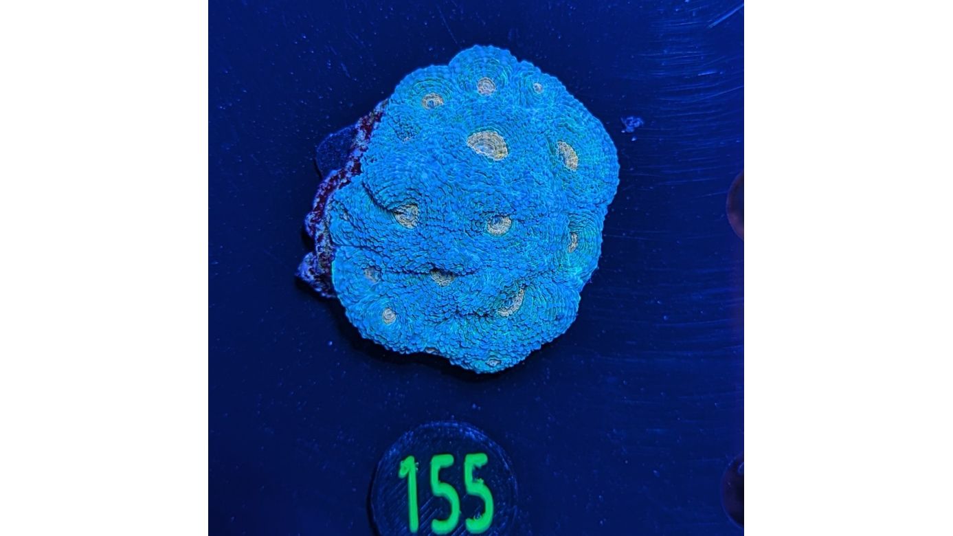 Acantastrea echinata - Hirnkoralle Grün/Orangener Mund Deutsche Nachzucht 0155