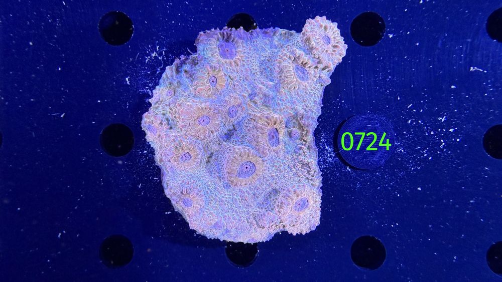 Echinophyllia/Chalice WYSIWYG 0724