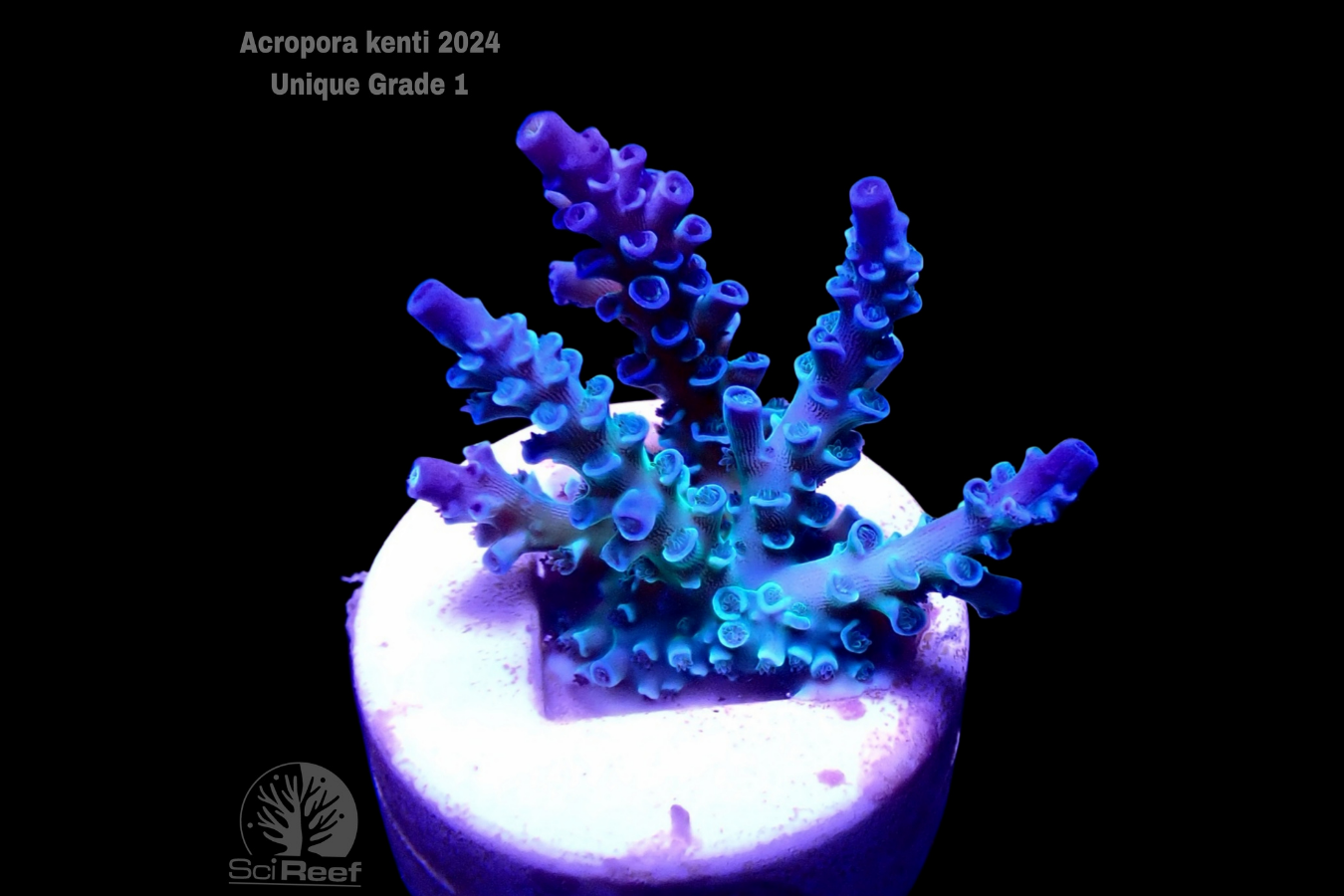 SciReef Acropora kenti Unique Grade 1 0298