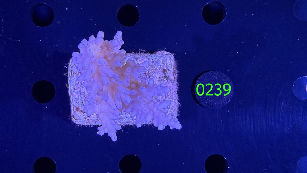 Acropora sp. WYSIWYG 0239