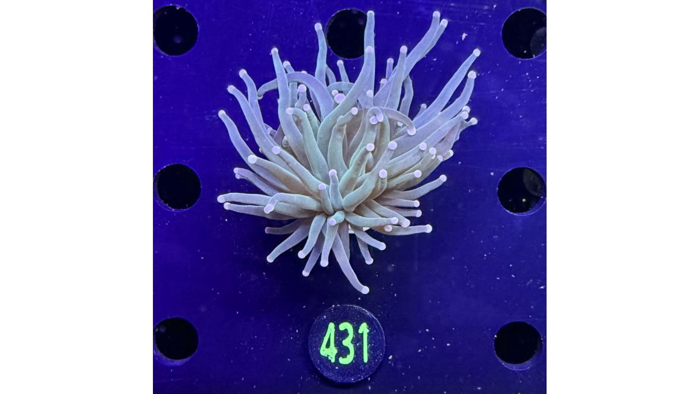 Euphyllia glabrescens - Fackelkoralle Torch  0431