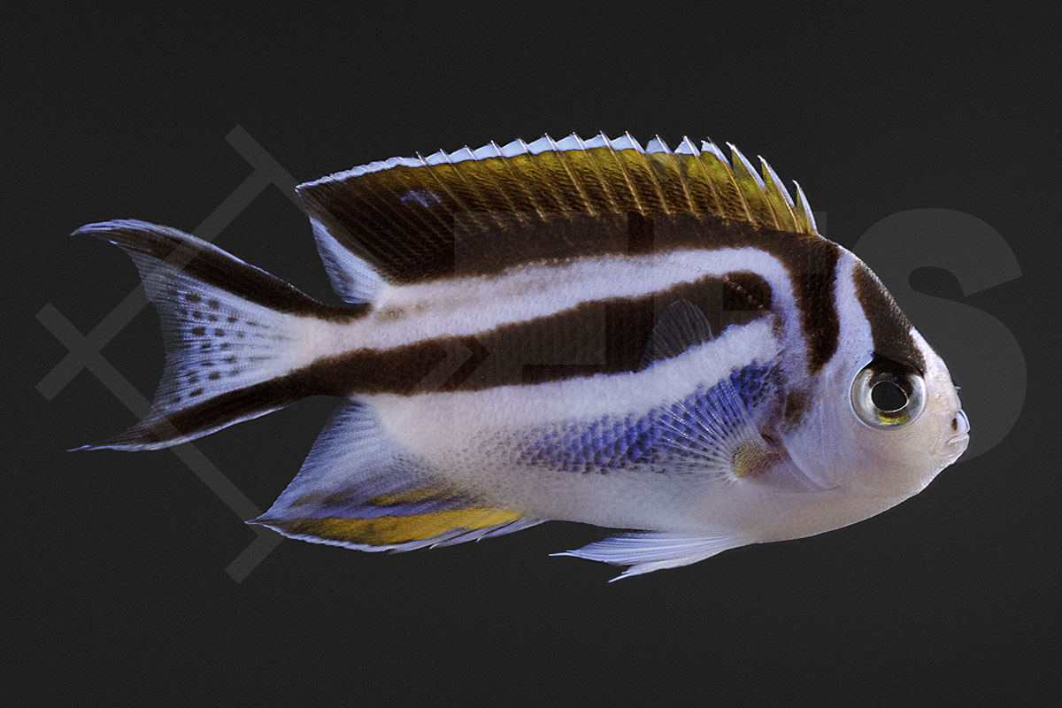 Genicanthus bellus - Pracht Lyrakaiserfisch