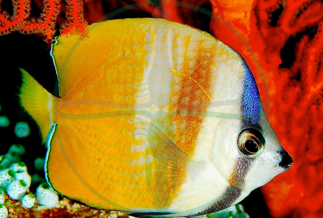 Chaetodon kleinii - Klein`s Falterfisch