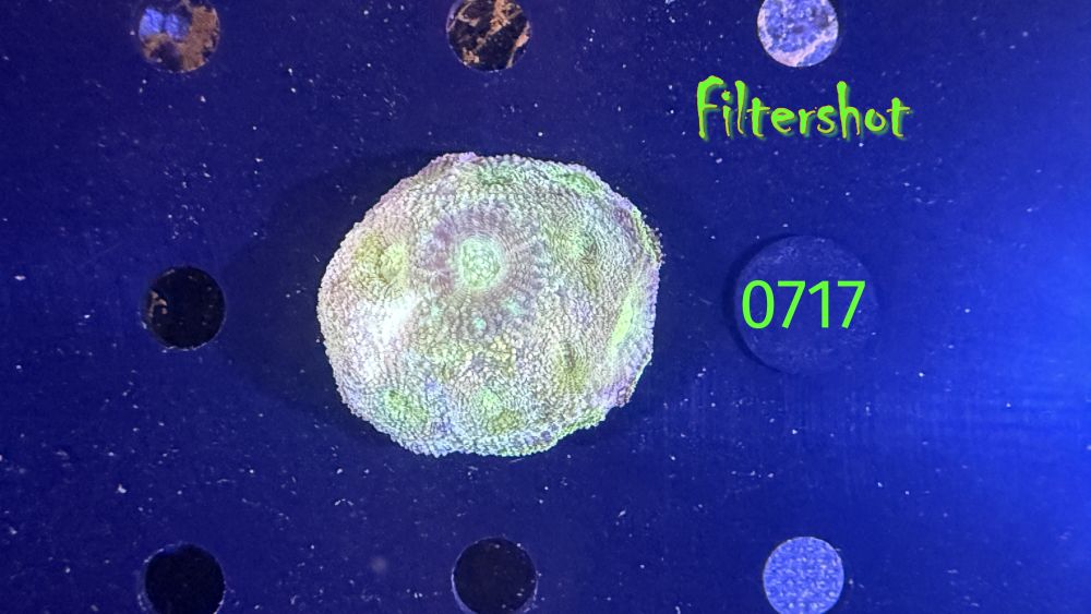 Acanthastrea echinata WYSIWYG 0717
