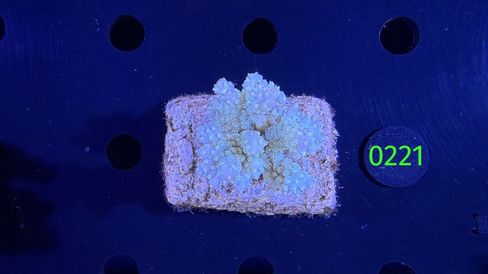 Acropora sp. WYSIWYG 0221