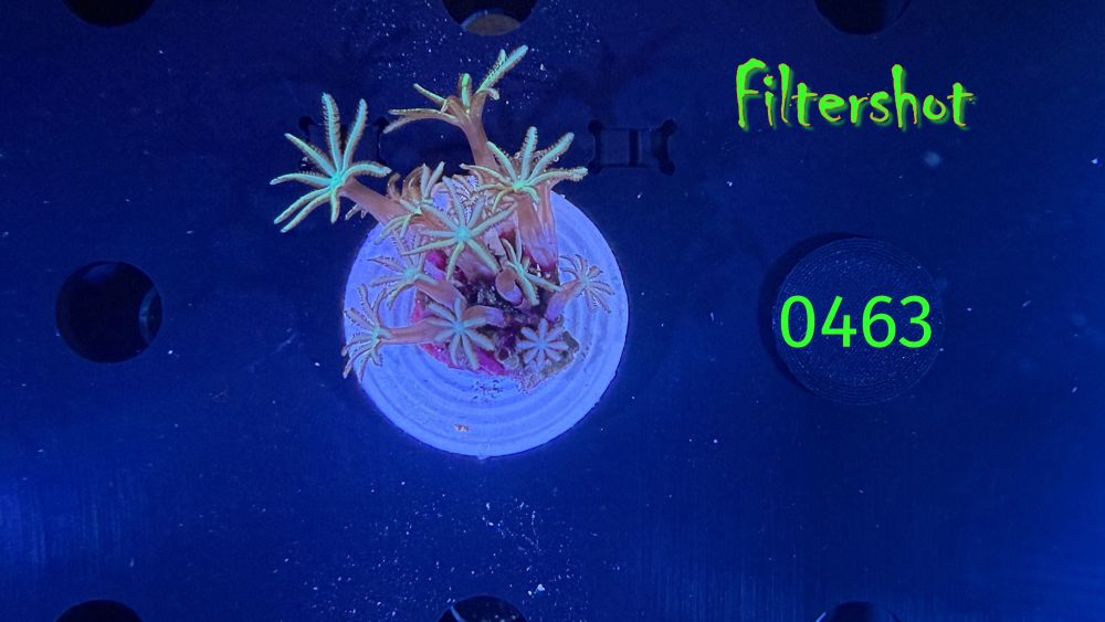 Tubipora musica  - Orgelkoralle DNZ 0463