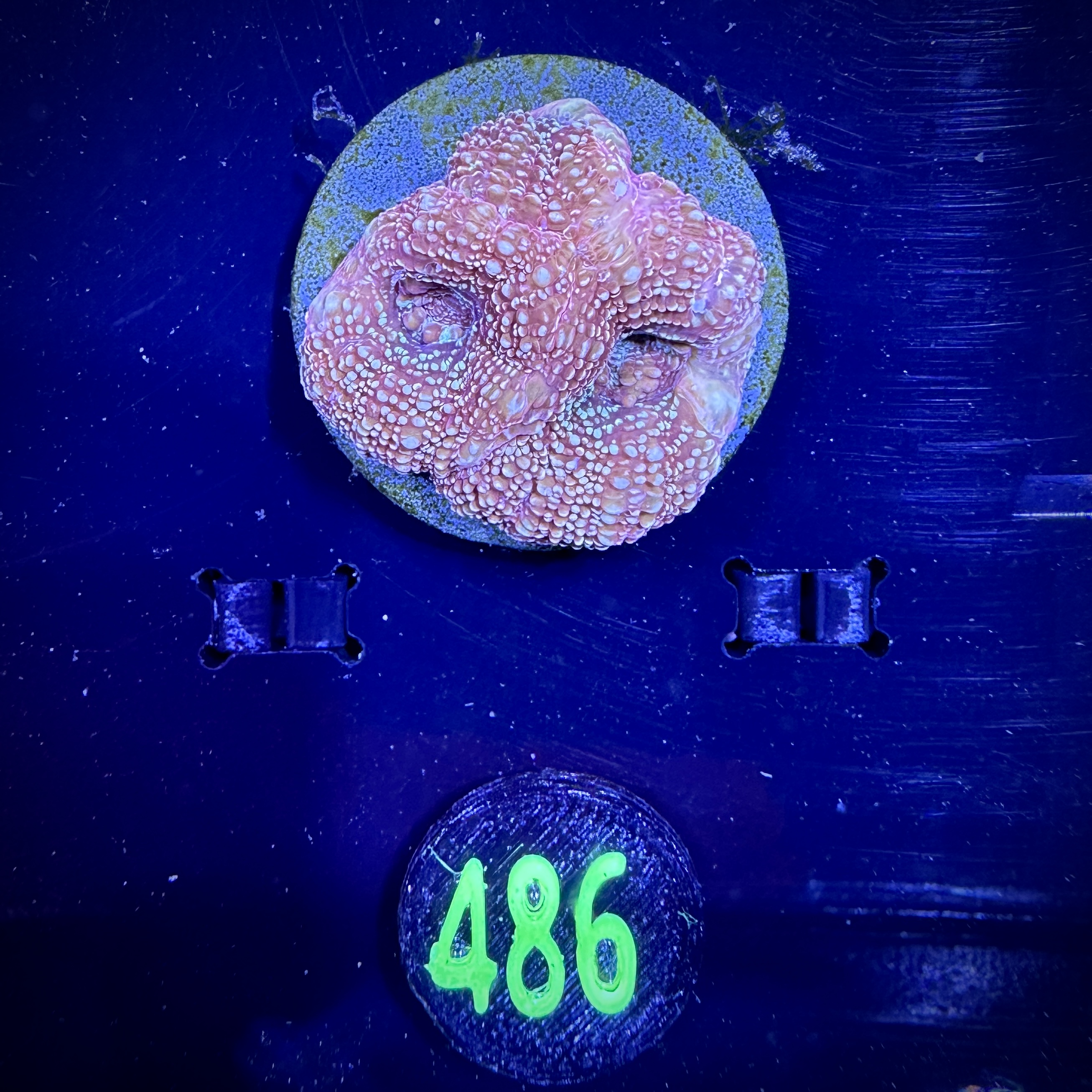 Acanthastrea bowerbanki -Ausi- WYSIWYG 0486