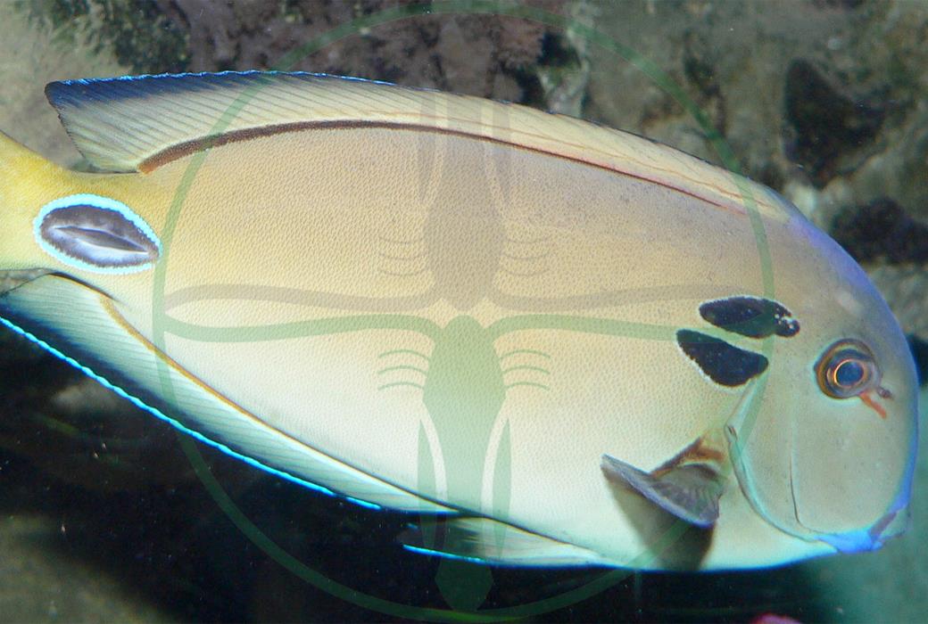 Acanthurus tennenti - Kreisdorn Doktorfisch