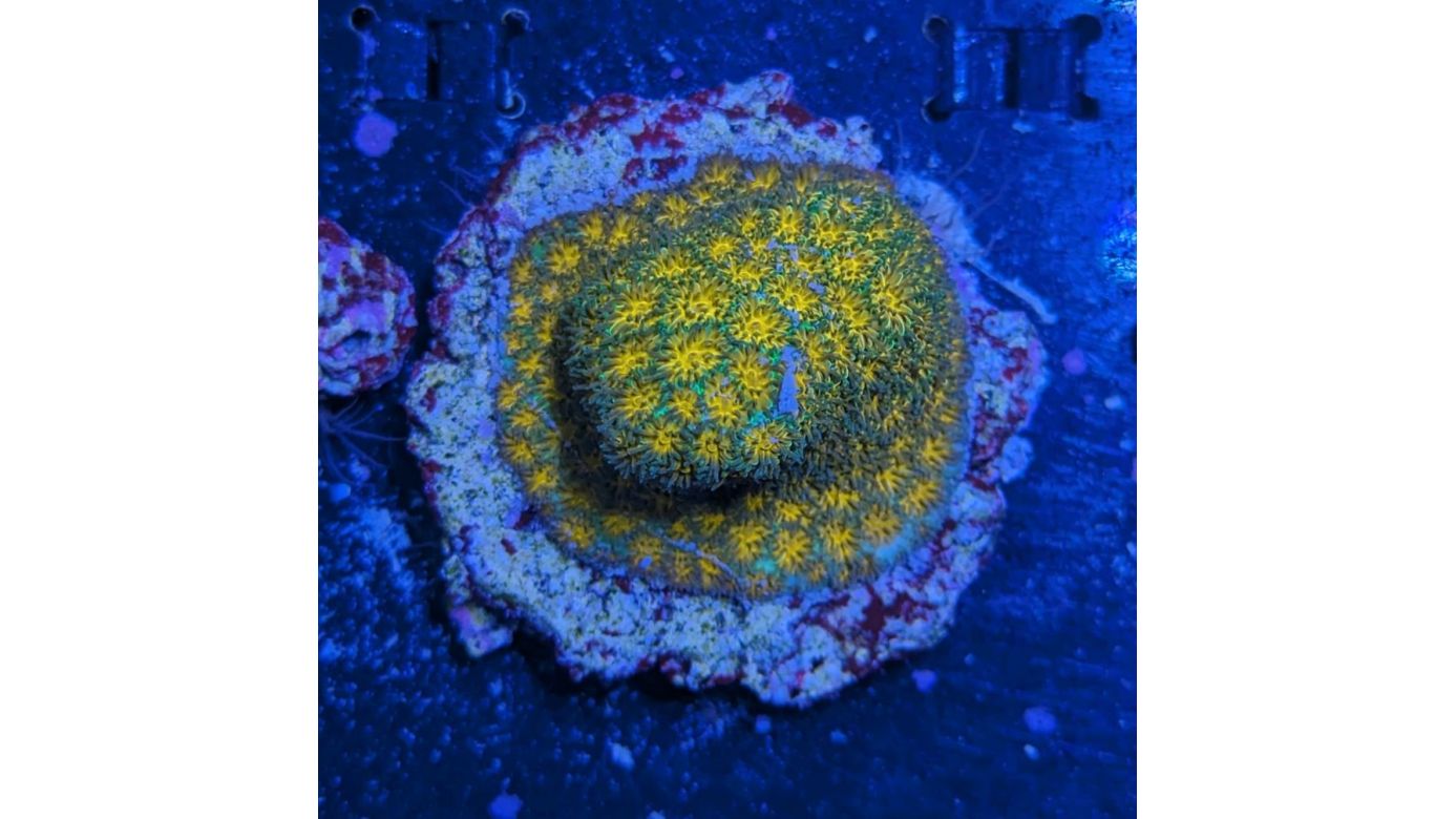 Leptastrea sp. - Großpolypige Steinkoralle John Deere Deutsche Nachzucht 0024