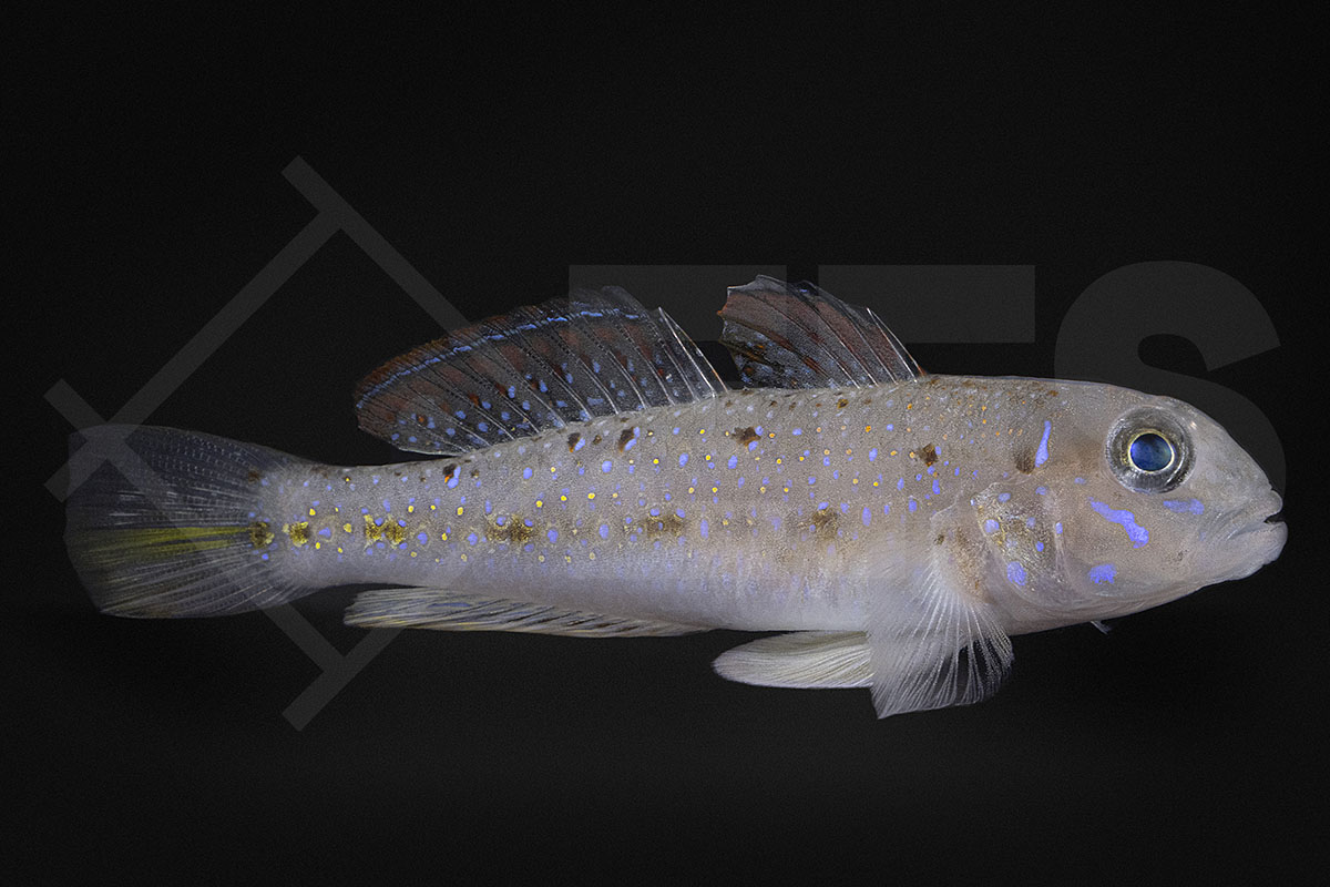 Oplopomus caninoides - Trauerfahnen-Grundel