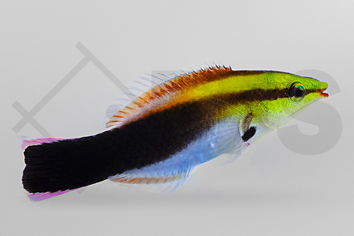 Labroides pectoralis - Multicolor-Putzerlippfisch