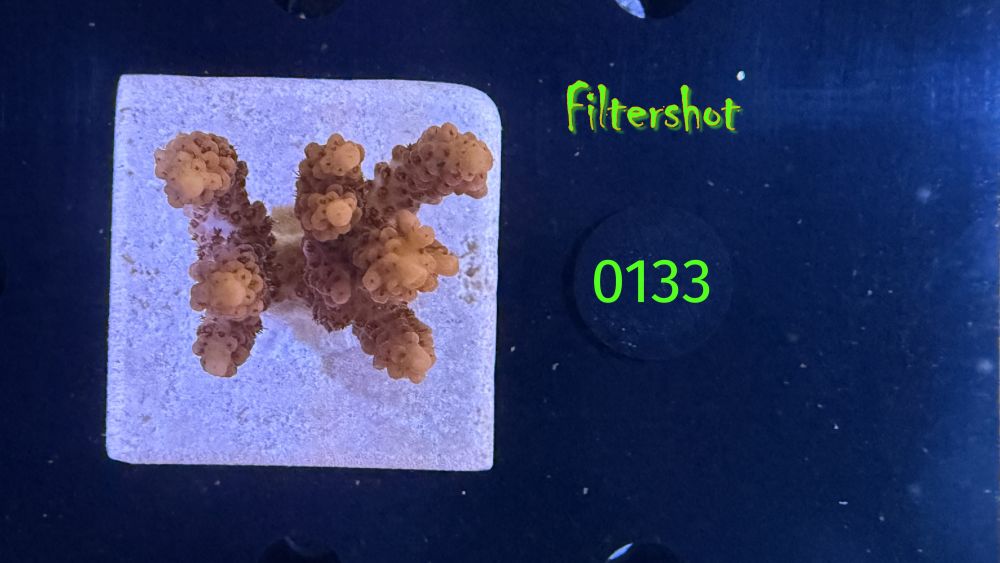 Acropora sp. WYSIWYG 0133