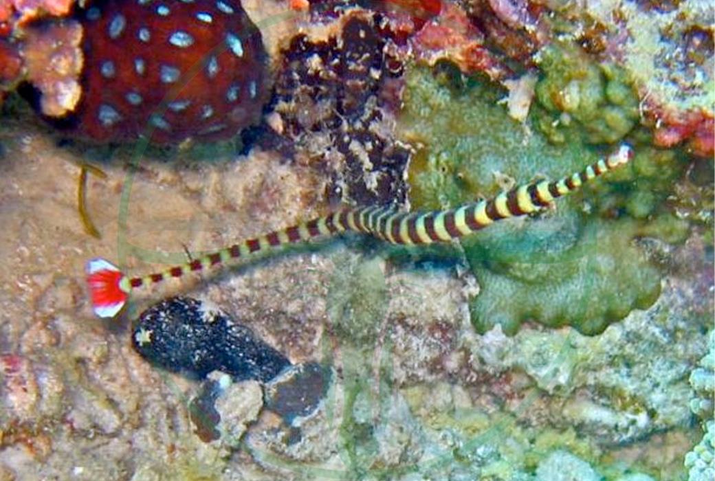 Dunckerocampus dactyliophorus - Zebra Seenadel