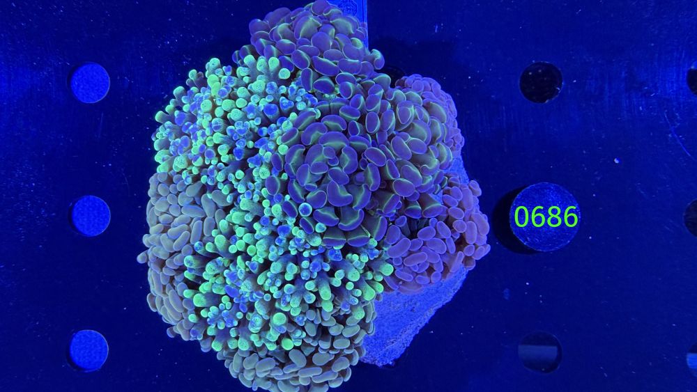 Euphyllia paraancora Kolonie WYSIWYG 0686