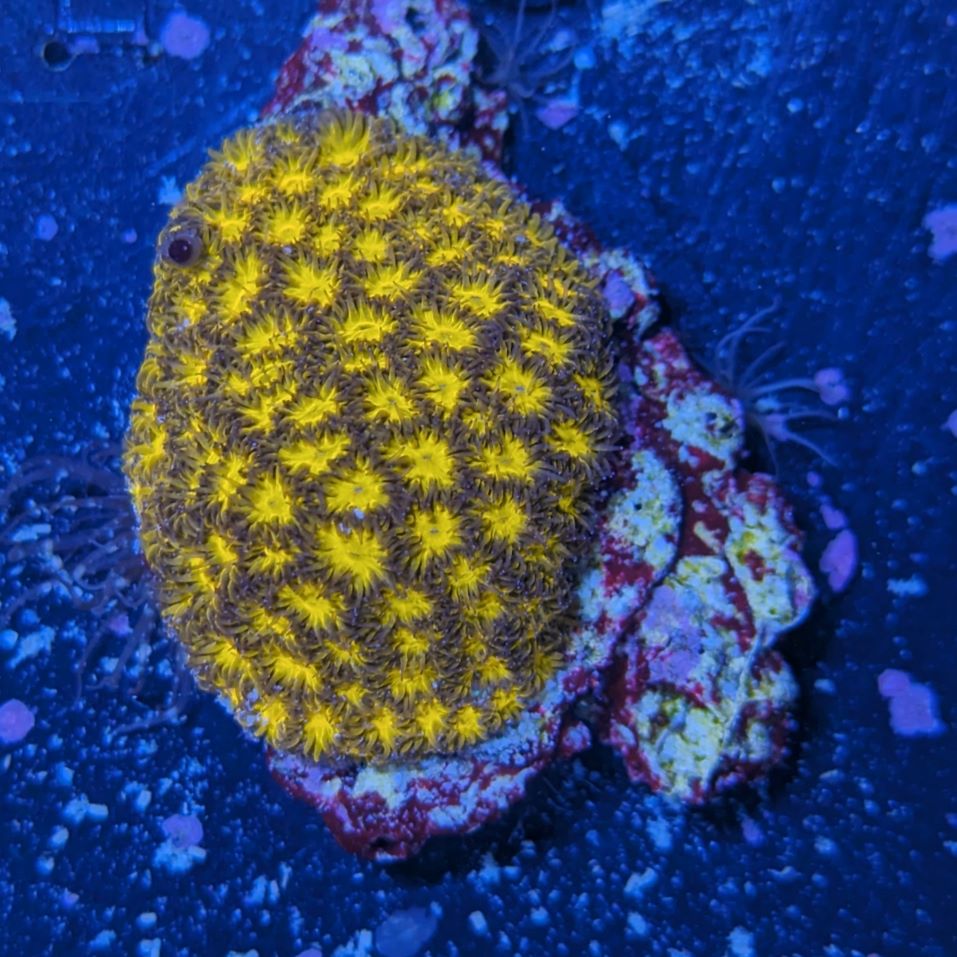 Leptastrea sp. - Großpolypige Steinkoralle Burning Ember Deutsche Nachzucht 0025