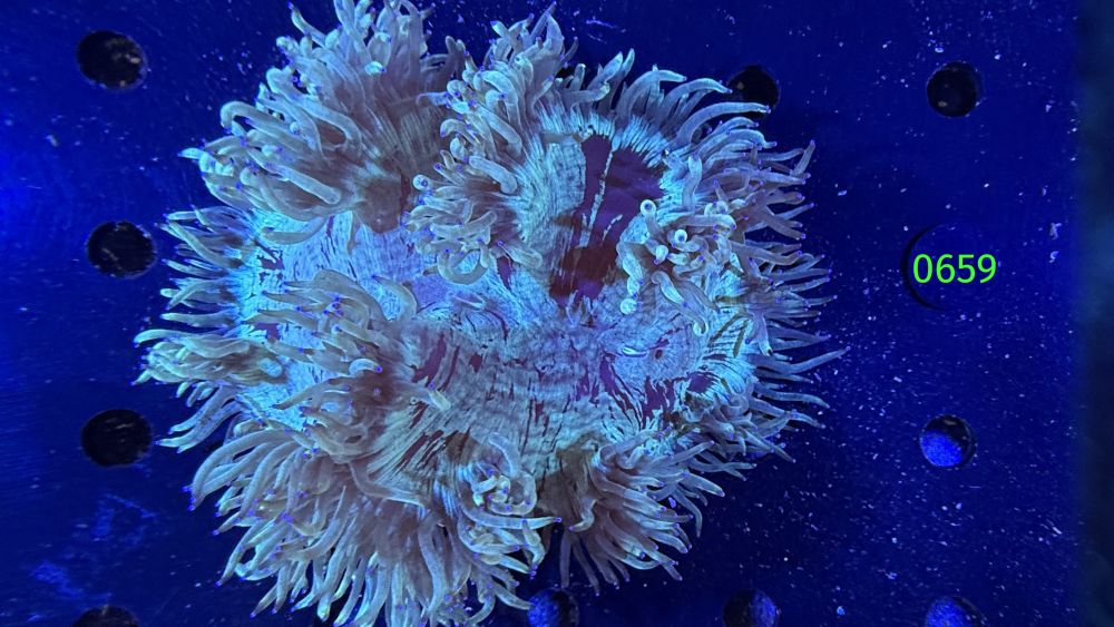 Catalaphyllia jardinei WYSIWYG 0659