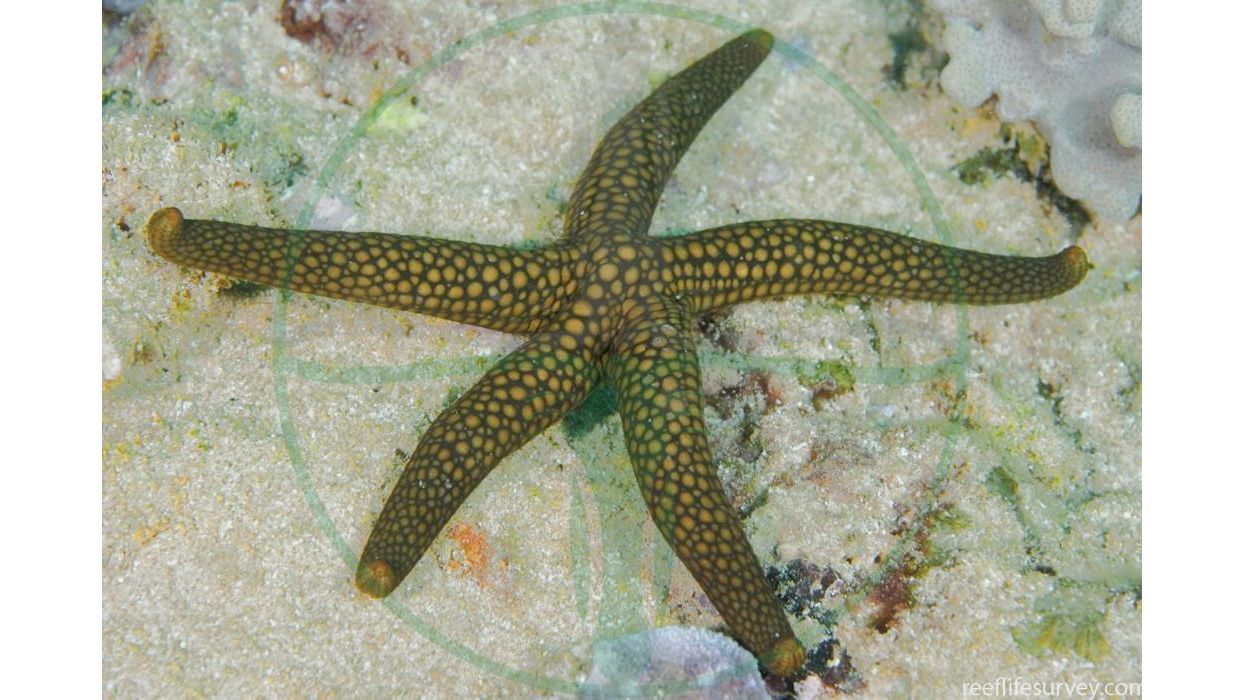 Nardoa variolata - Variabler Seestern