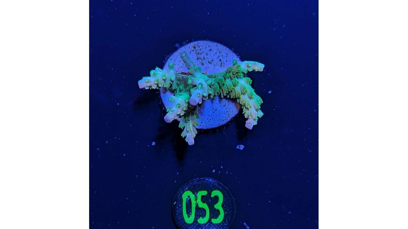 Acropora sp. - Steinkoralle Mango Garden Deutsche Nachzucht 0053