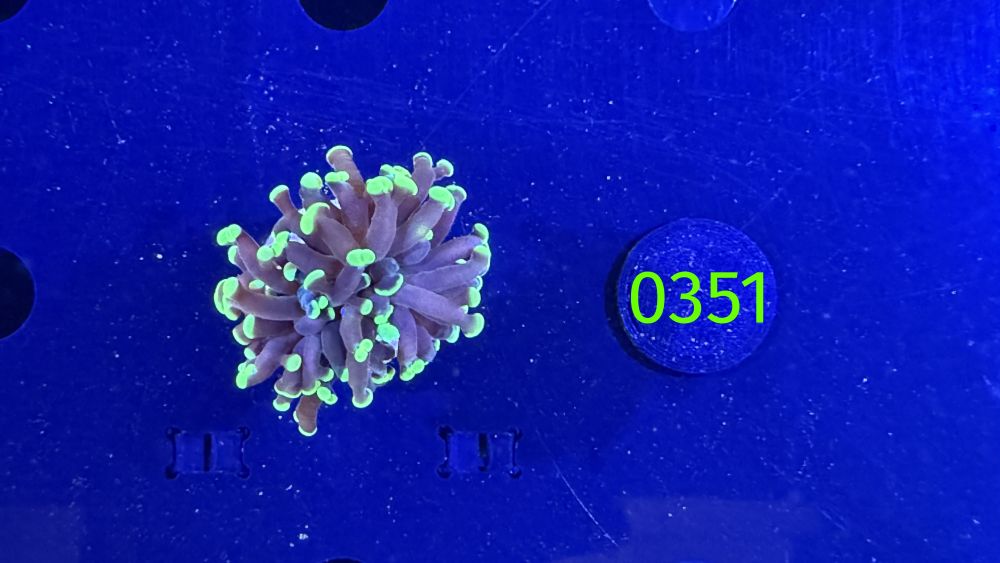 Euphyllia paraancora 1 Kopf "grün"  - Deutsche Nachzucht 0351