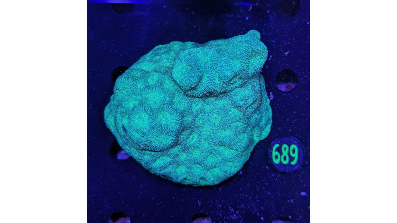 Favites WYSIWYG 0689