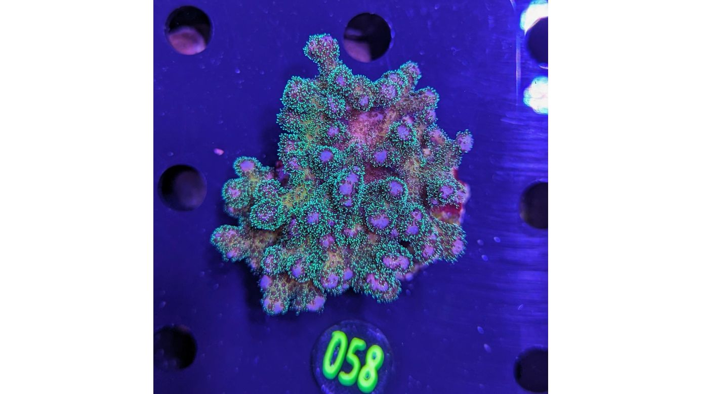 Pocillopora sp. - Buschkoralle Grün Deutsche Nachzucht 0058