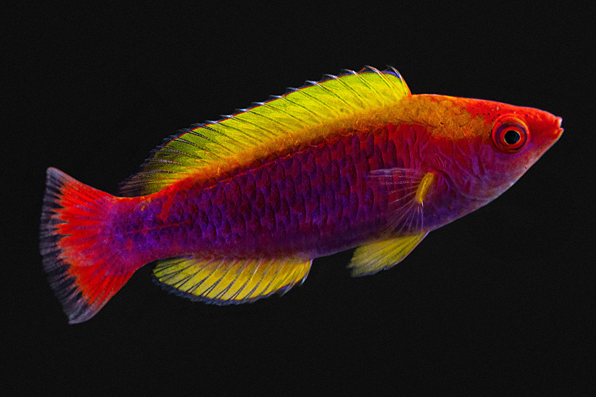 Cirrhilabrus lubbocki - Lubbocks Zwerglippfisch