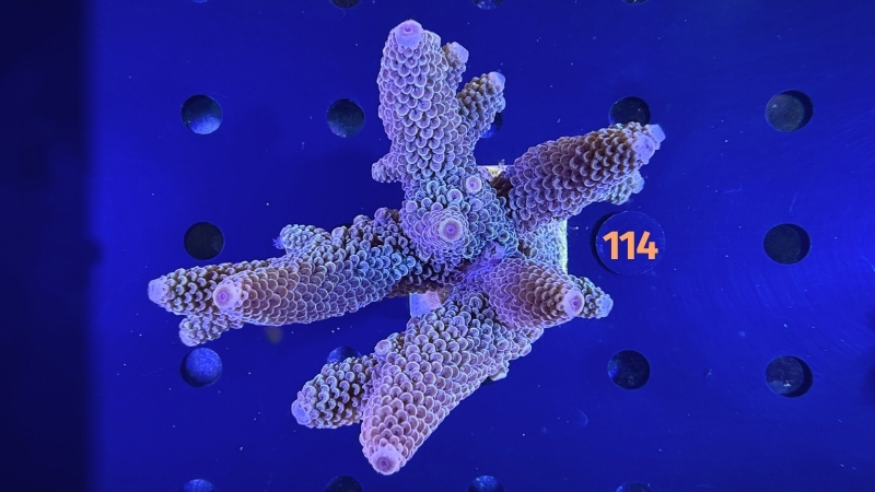 Acropora sp. WYSIWYG 0114